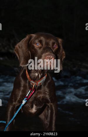 Springador at the river Stock Photo - Alamy