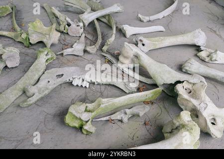 bones of cows that died due to volcanic eruptions Stock Photo - Alamy