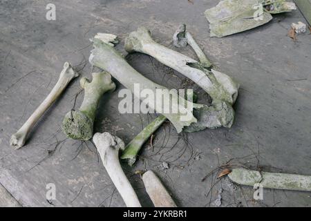 bones of cows that died due to volcanic eruptions Stock Photo - Alamy