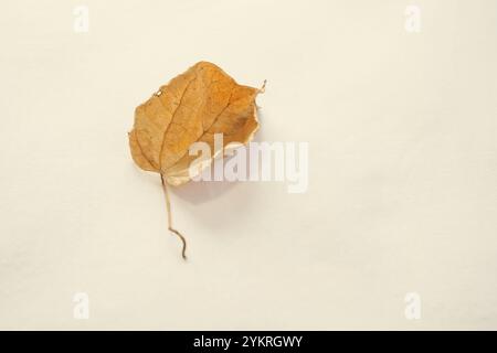 Isolated dry leaf on a white background Stock Photo