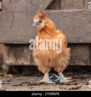 red silkiie chicken in front of a barn door Stock Photo