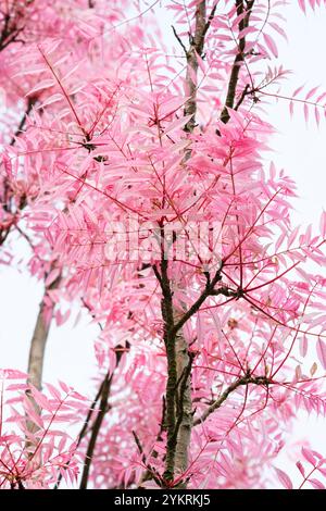 Toona sinensis Flamingo, Cedrela sinensis Flamingo, Chinese Mahogany, Chinese cedar Flamingo, bright pink foliage in Spring Stock Photo