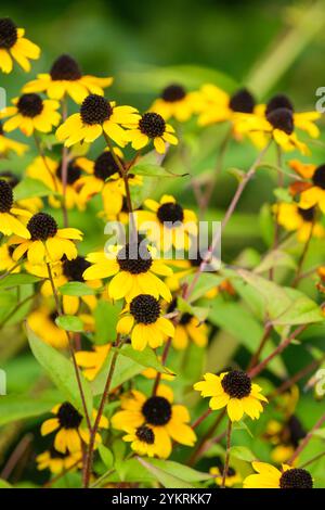 Rudbeckia triloba Blackjack Gold, brown-eyed susan, thin-leaved coneflower, three-leaved coneflower, yellow daisy-like flowers, dark “eyes” Stock Photo