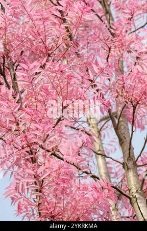 Toona sinensis Flamingo, Cedrela sinensis Flamingo, Chinese Mahogany, Chinese cedar Flamingo, bright pink foliage in Spring Stock Photo