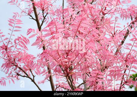 Toona sinensis Flamingo, Cedrela sinensis Flamingo, Chinese Mahogany, Chinese cedar Flamingo, bright pink foliage in Spring Stock Photo