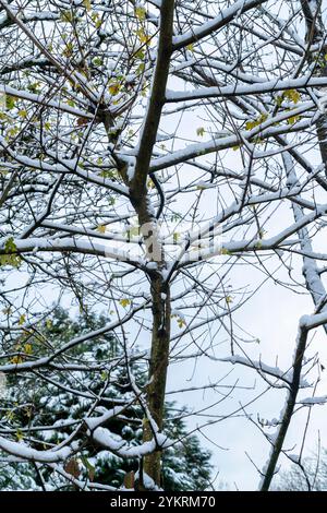 Snow covered branches Stock Photo