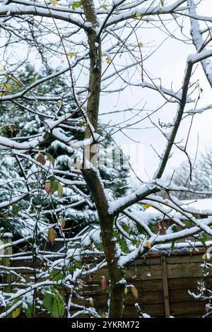 Snow covered branches Stock Photo
