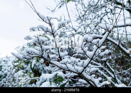 Snow covered branches Stock Photo