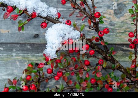 Snow covered Cotoneaster berries Stock Photo