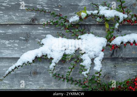 Snow covered Cotoneaster berries Stock Photo
