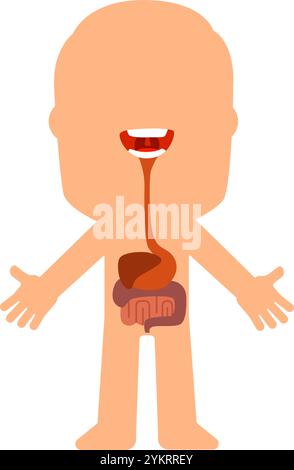 Educational illustration of human digestive system with highlighted inner organs, showing esophagus, stomach, small and large intestine in simple cart Stock Vector