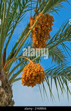 Date Palm fronds of the genus Phoenix Dactylifera in the Palm family Arecaceae. Often cultivated for their sweet edible dates. Stock Photo