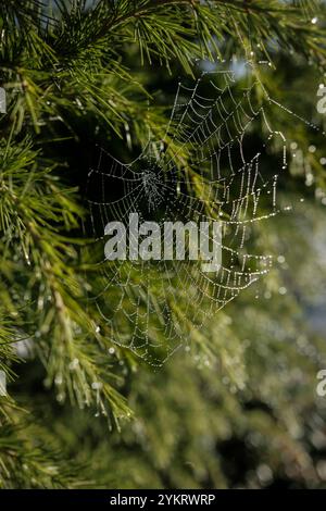 Close-up of a delicate spider web adorned with morning dew, suspended on a pine tree branch, glistening in soft sunlight. Stock Photo