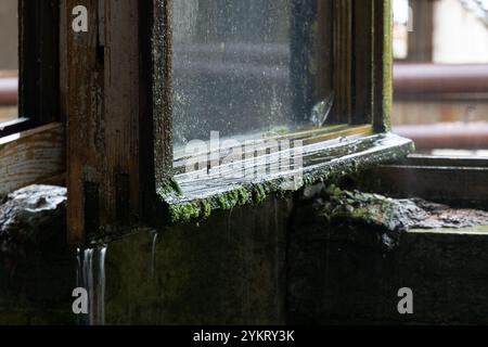 Wet window covered with moss and mold in abandoned building during rainfall Stock Photo