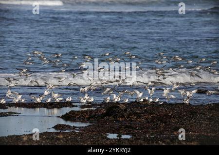 Sanderlings landing on rocks covered by mussels from the northern portuguese coast. Stock Photo
