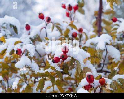 Red ripe fruits of rose hips and yellow leaves of bushes in autumn under the first snow Stock Photo