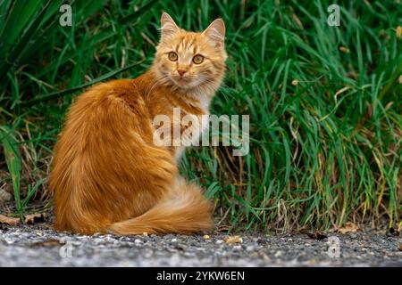 Red kitten walks along the street alone Stock Photo