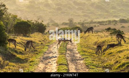 A herd of springbok grazing eating grass at Schotia Game Reserve, Eastern Cape, South Africa Stock Photo