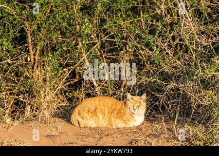A ginger tabby cat basking in the sun and resting at Schotia Game Reserve, Eastern Cape, South Africa Stock Photo