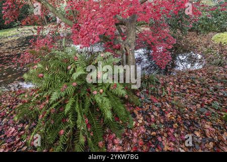 Japanese fan maple (Acer palmatum Trompenburg) and fern, autumn colours, Emsland, Lower Saxony, Germany, Europe Stock Photo