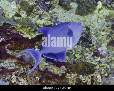 A blue fish, red-toothed triggerfish (Odonus niger), swims over a colourful underwater landscape, dive site Toyapakeh, Nusa Ceningan, Nusa Penida, Bal Stock Photo