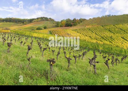 Vineyards with gnarled vines on a hill, surrounded by green grasses in autumnal colours, The vines are removed because the cultivation is no longer wo Stock Photo