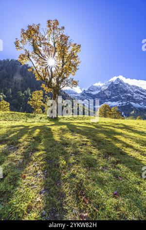 Maple tree in front of snow-covered mountains, sunbeams, backlight, autumn colours, sunny, Engalm, Grosser Ahornboden, Karwendel Mountains, Tyrol, Aus Stock Photo