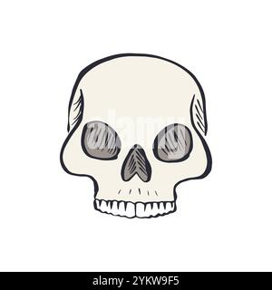 Hand drawn sketchy human skull isolated on white background Stock ...