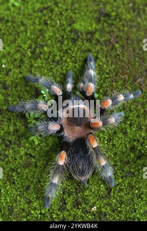 Mexican red knee tarantula view from the top Stock Photo