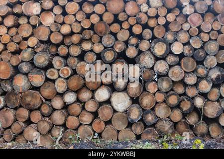 Large stack of numbered logs creating a textured wooden background in a forest setting, showcasing forestry and timber industry Stock Photo