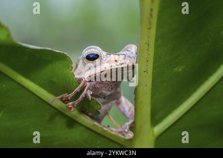 Javan tree frog on a tree Stock Photo