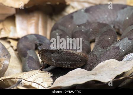 Flat nose pit viper hiding inside a leaves Stock Photo