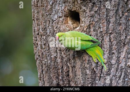 Rose-ringed parakeet / ring-necked parakeet / ringneck parrot / Kramer parrot (Psittacula krameri) female at entrance of nest in tree Stock Photo