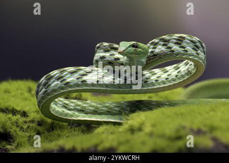 Green vine snake in attack position Stock Photo