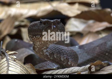Flat nose pit viper hiding inside a leaves Stock Photo