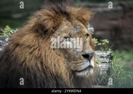 Close up photo of a african lion Stock Photo