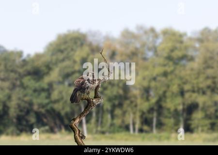 Edited composition close up of Buzzard, Buteo, buteo, with eye contact sitting on a dead weathered tree trunk against background blurry Birch forest Stock Photo