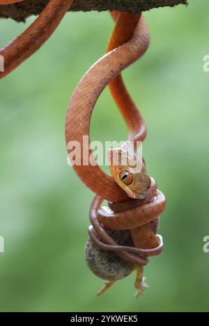 Red boiga snake catch a prey Stock Photo