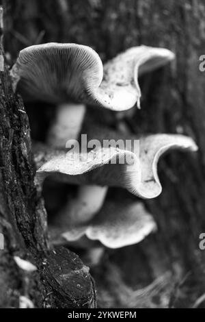 Honey fungus, super-abundant, edible, tree mushroom, fungus, Armillaria Mellea, culls old infirm trees, forest floor, invertebrates, building soils. Stock Photo