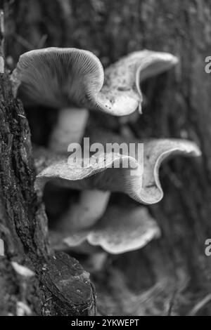 Honey fungus, super-abundant, edible, tree mushroom, fungus, Armillaria Mellea, culls old infirm trees, forest floor, invertebrates, building soils. Stock Photo