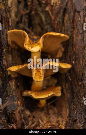 Honey fungus, super-abundant, edible, tree mushroom, fungus, Armillaria Mellea, culls old infirm trees, forest floor, invertebrates, building soils. Stock Photo