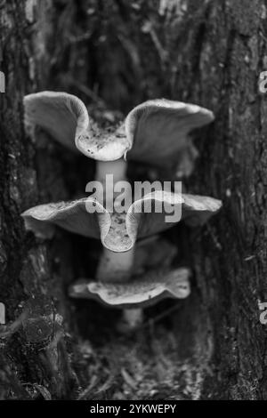 Honey fungus, super-abundant, edible, tree mushroom, fungus, Armillaria Mellea, culls old infirm trees, forest floor, invertebrates, building soils. Stock Photo