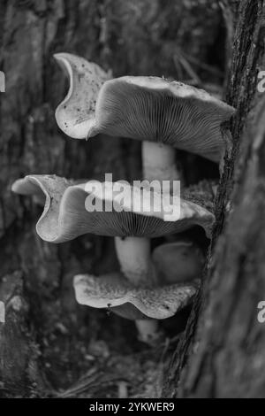 Honey fungus, super-abundant, edible, tree mushroom, fungus, Armillaria Mellea, culls old infirm trees, forest floor, invertebrates, building soils. Stock Photo