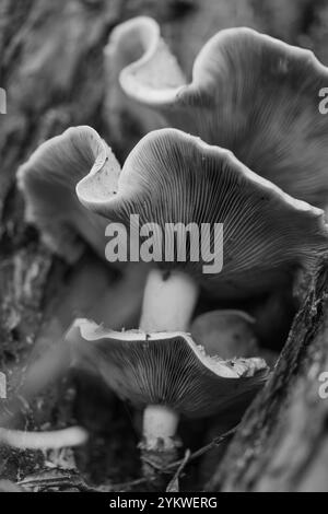 Honey fungus, super-abundant, edible, tree mushroom, fungus, Armillaria Mellea, culls old infirm trees, forest floor, invertebrates, building soils. Stock Photo