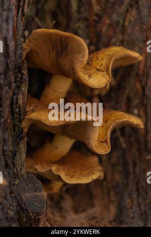 Honey fungus, super-abundant, edible, tree mushroom, fungus, Armillaria Mellea, culls old infirm trees, forest floor, invertebrates, building soils. Stock Photo