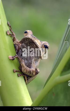 Javan tree frog on a tree Stock Photo