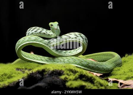 Green vine snake in attack position Stock Photo