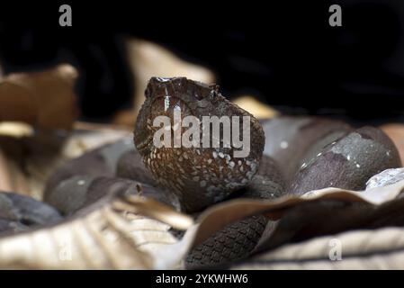 Flat nose pit viper hiding inside a leaves Stock Photo