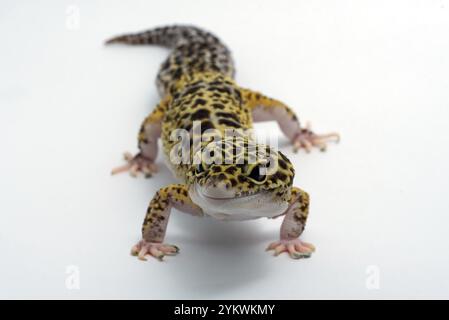 Leopard gecko in white background Stock Photo