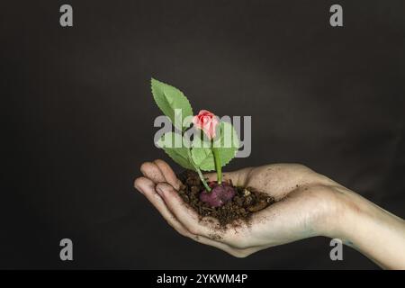 Close up female hand holding soil with rose flower. Isolated on black Stock Photo